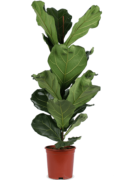 Ficus lyrata (Tabaksplant) (L)