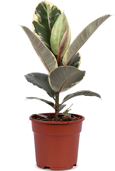 Ficus tineke (Rubberplant) (M)