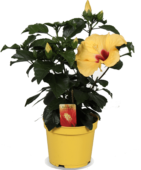 Hibiscus "adonicus yellow" (Chinese roos) (S)