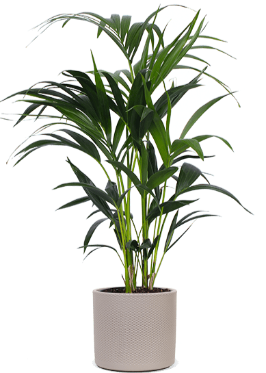 Howea forsteriana (Kentiapalm) (M)