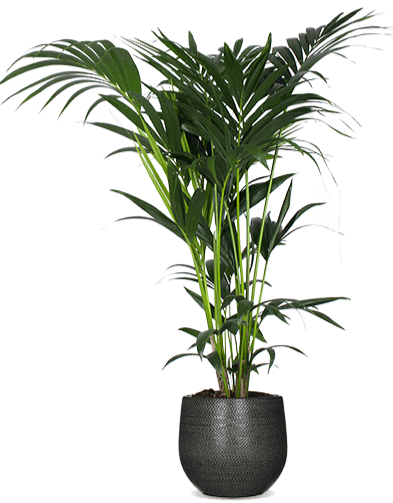 Howea forsteriana (Kentiapalm) (L)