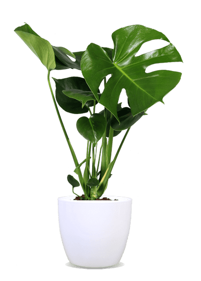 Monstera deliciosa (Gatenplant) (M)
