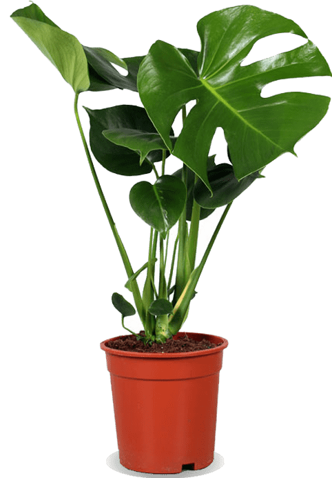 Monstera deliciosa (Gatenplant) (M)