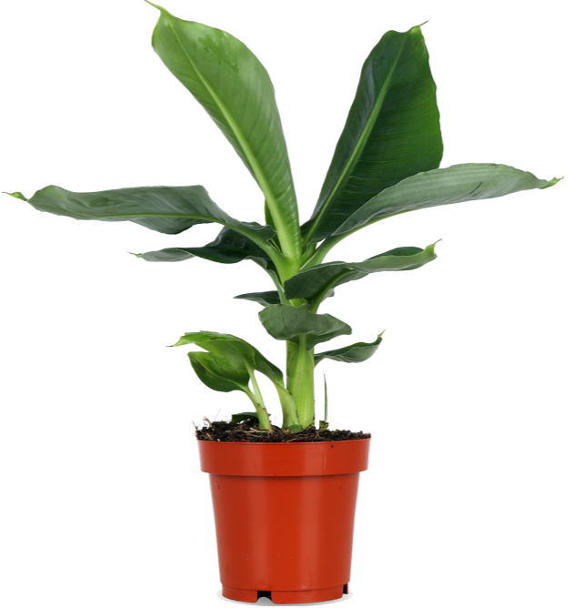 Musa oriental dwarf (Bananenplant) (S)