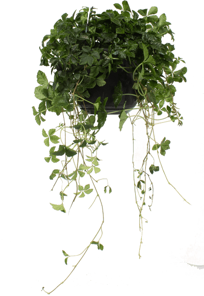Parthenocissus striata (Suikerdruifje) (S)