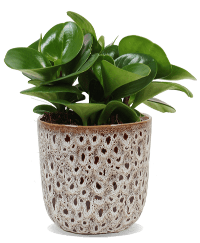 Peperomia obtusifolia (Krokodillentranen plant) (S)