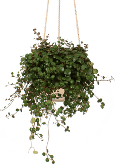 Peperomia pepperspot (Dwergpeper) (S)