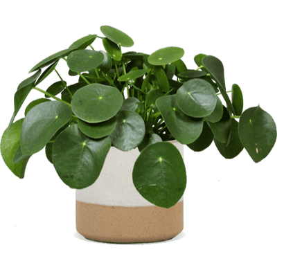 Pilea peperomioides (Pannenkoekplant) (S) (30cm)