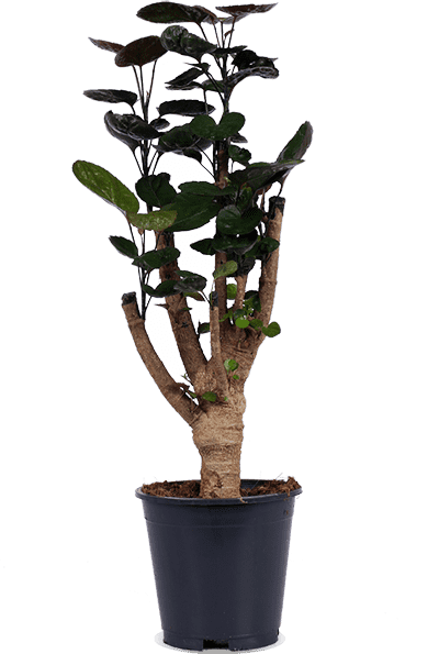 Polyscias fabian (Aralia) (M)