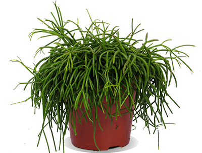 Rhipsalis cashero (Koraalcactus) (S)