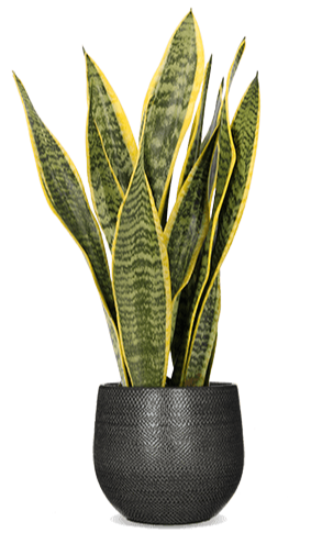 Sansevieria laurentii (Vrouwentong) (S)
