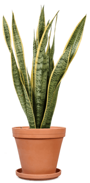 Sansevieria laurentii (Vrouwentong) (M)