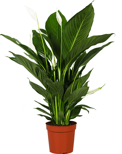 Spathiphyllum bingo (Lepelplant) (M)