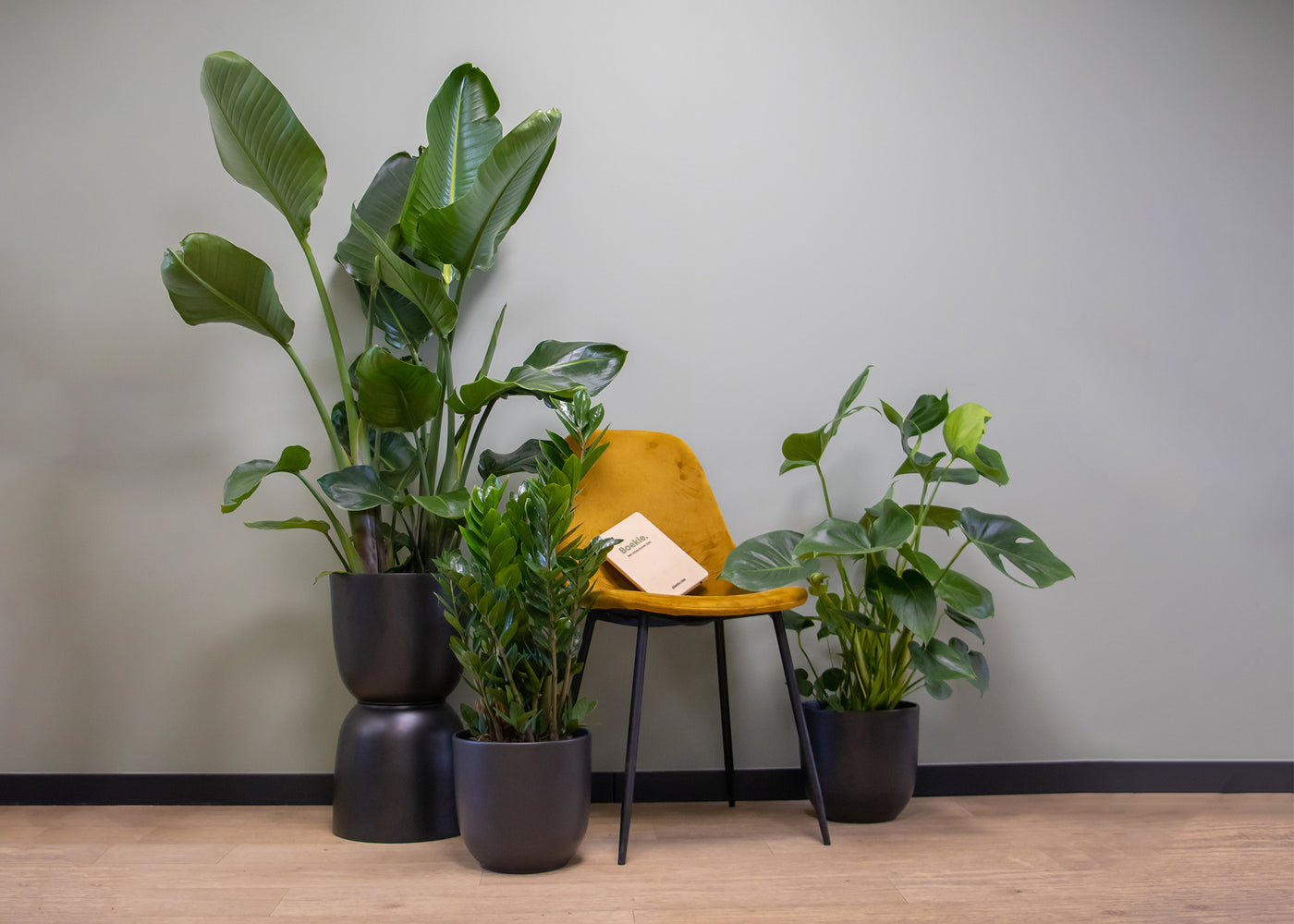 Gevarieerd staande plant