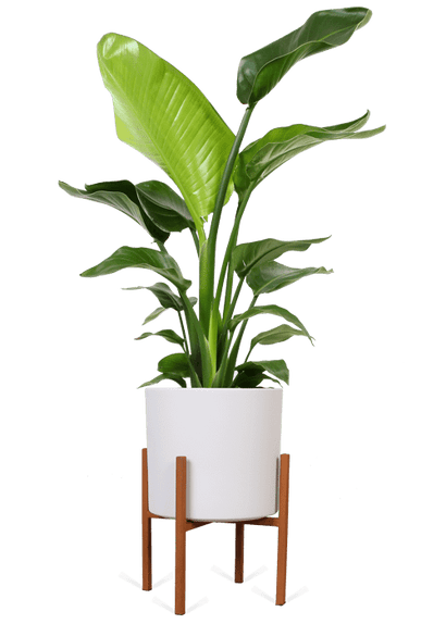 Strelitzia Nicolai (Paradijsvogelplant) (M)