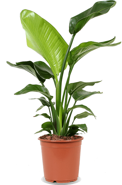 Strelitzia Nicolai (Paradijsvogelplant) (M)
