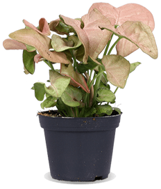 Syngonium neon robusta (XS)