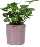 Syngonium pixie (XS)