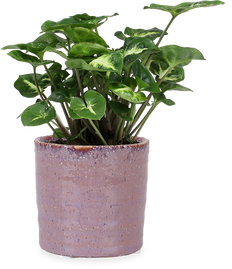 Syngonium pixie (XS)