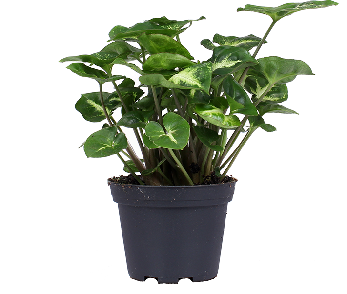Syngonium pixie (XS)