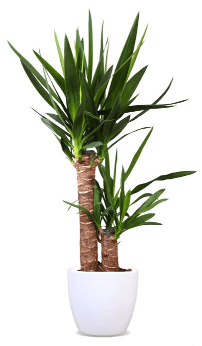 Yucca (Palmlelie) (M)