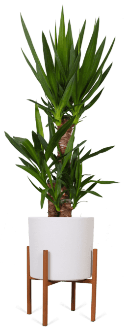 Yucca (Palmlelie) (L)