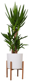 Yucca (Palmlelie) (L)