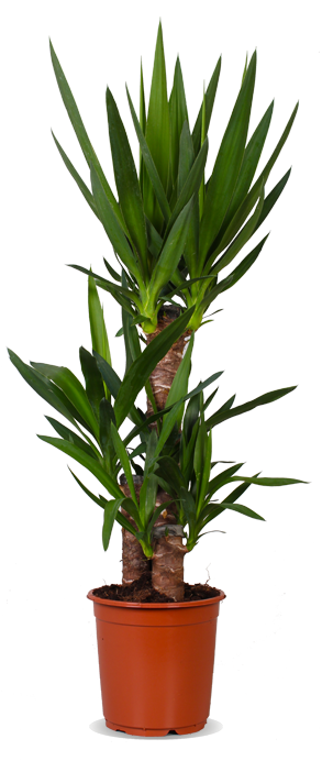 Yucca (Palmlelie) (L)