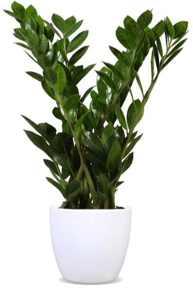Zamioculcas (ZZ plant) (M)
