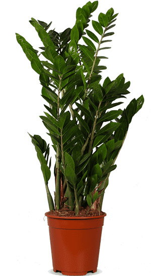 Zamioculcas (ZZ plant) (M)